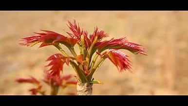 夏季新鲜原生态红色成熟香椿视频的预览图